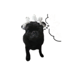 黒パグのチョコ（個別スタンプ：6）