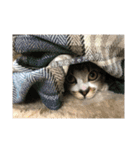 タムラ家の動物たち（個別スタンプ：21）
