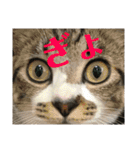 タムラ家の動物たち（個別スタンプ：28）