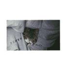 タムラ家の動物たち（個別スタンプ：29）