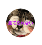 タムラ家の動物たち（個別スタンプ：31）