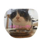 まいべいびーこたちゃん（個別スタンプ：4）