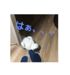 まいべいびーこたちゃん（個別スタンプ：9）