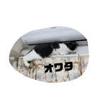 まいべいびーこたちゃん（個別スタンプ：16）