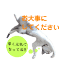 k'family+α集合☆（個別スタンプ：16）