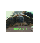 リクガメのそぼちゃん（個別スタンプ：1）