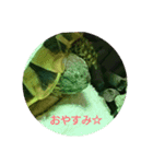 リクガメのそぼちゃん（個別スタンプ：2）