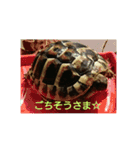 リクガメのそぼちゃん（個別スタンプ：6）