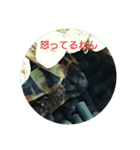 リクガメのそぼちゃん（個別スタンプ：10）