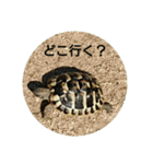 リクガメのそぼちゃん（個別スタンプ：16）