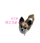 はにこさんときどきまめ太2（個別スタンプ：1）