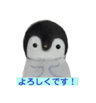 水曜日のペンギンくん  2（個別スタンプ：3）