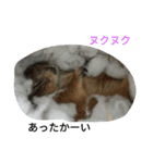 もふもふ族の日常（個別スタンプ：11）