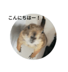 もふもふ族の日常（個別スタンプ：12）