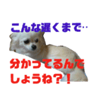 うちのチワワのあいちゃんです（個別スタンプ：1）