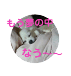 うちのチワワのあいちゃんです（個別スタンプ：2）