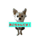 うちのチワワのあいちゃんです（個別スタンプ：4）