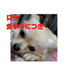 うちのチワワのあいちゃんです（個別スタンプ：7）
