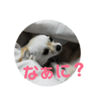 うちのチワワのあいちゃんです（個別スタンプ：8）
