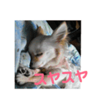 うちのチワワのあいちゃんです（個別スタンプ：10）