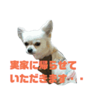 うちのチワワのあいちゃんです（個別スタンプ：11）
