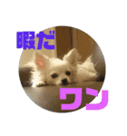 うちのチワワのあいちゃんです（個別スタンプ：12）