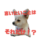 うちのチワワのあいちゃんです（個別スタンプ：14）