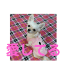 うちのチワワのあいちゃんです（個別スタンプ：15）