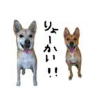 毎日使える 保護犬にことさん（個別スタンプ：1）