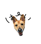 毎日使える 保護犬にことさん（個別スタンプ：2）