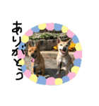 毎日使える 保護犬にことさん（個別スタンプ：3）
