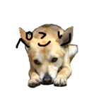 毎日使える 保護犬にことさん（個別スタンプ：4）