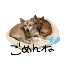 毎日使える 保護犬にことさん（個別スタンプ：5）