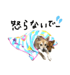 毎日使える 保護犬にことさん（個別スタンプ：6）
