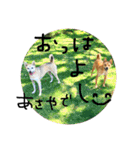 毎日使える 保護犬にことさん（個別スタンプ：7）
