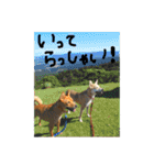 毎日使える 保護犬にことさん（個別スタンプ：9）