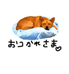 毎日使える 保護犬にことさん（個別スタンプ：10）