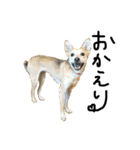 毎日使える 保護犬にことさん（個別スタンプ：11）