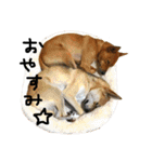 毎日使える 保護犬にことさん（個別スタンプ：12）