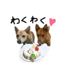 毎日使える 保護犬にことさん（個別スタンプ：13）