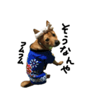 毎日使える 保護犬にことさん（個別スタンプ：16）