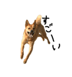 毎日使える 保護犬にことさん（個別スタンプ：18）