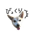 毎日使える 保護犬にことさん（個別スタンプ：19）