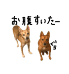 毎日使える 保護犬にことさん（個別スタンプ：20）