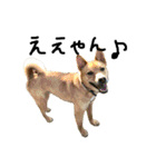 毎日使える 保護犬にことさん（個別スタンプ：21）