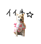 毎日使える 保護犬にことさん（個別スタンプ：22）