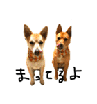 毎日使える 保護犬にことさん（個別スタンプ：23）