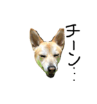 毎日使える 保護犬にことさん（個別スタンプ：25）