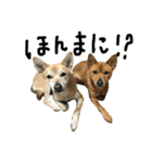 毎日使える 保護犬にことさん（個別スタンプ：26）
