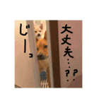 毎日使える 保護犬にことさん（個別スタンプ：27）